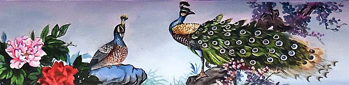 Peacock by Asienreisender